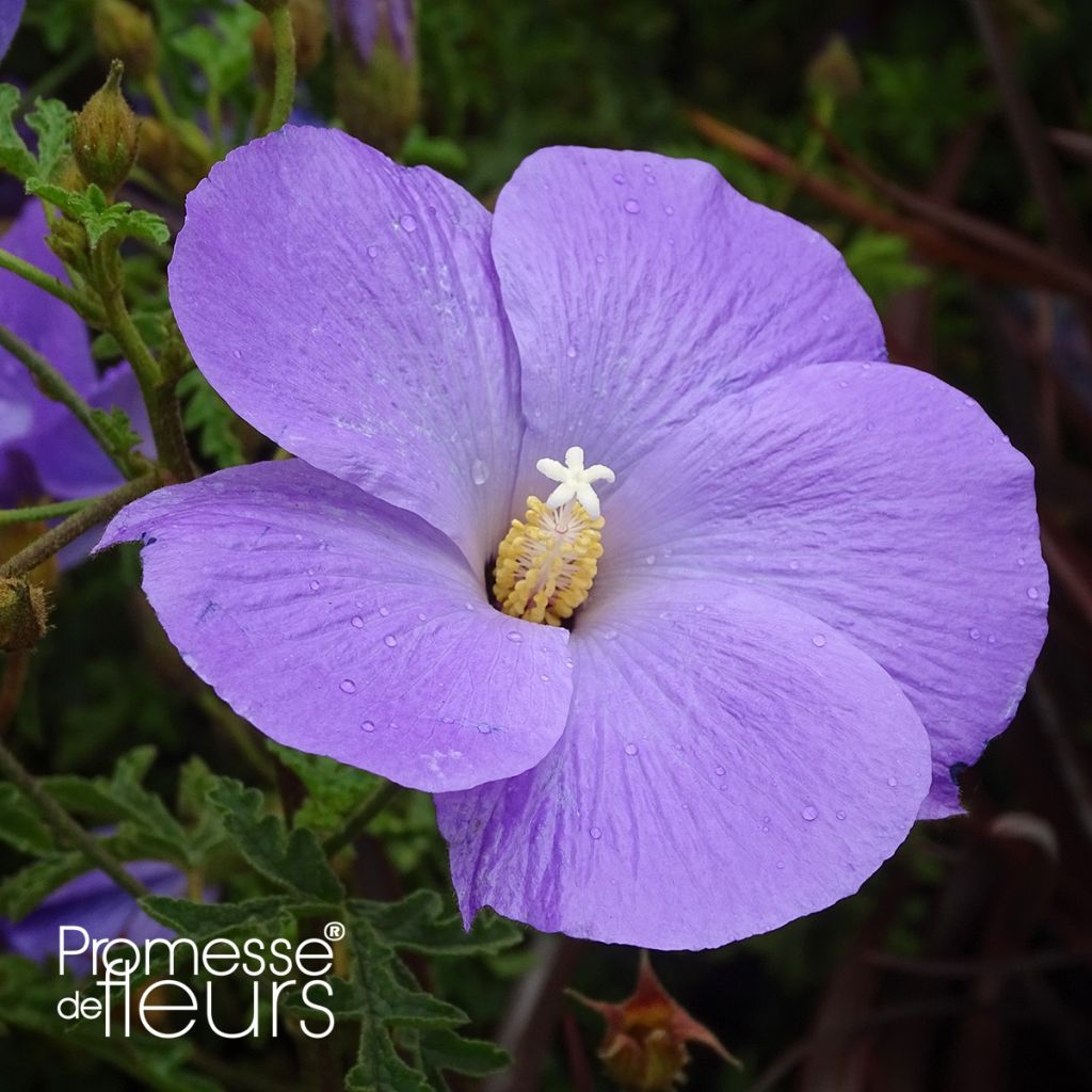 Alyogyne huegelii - Blauer Hibiskus