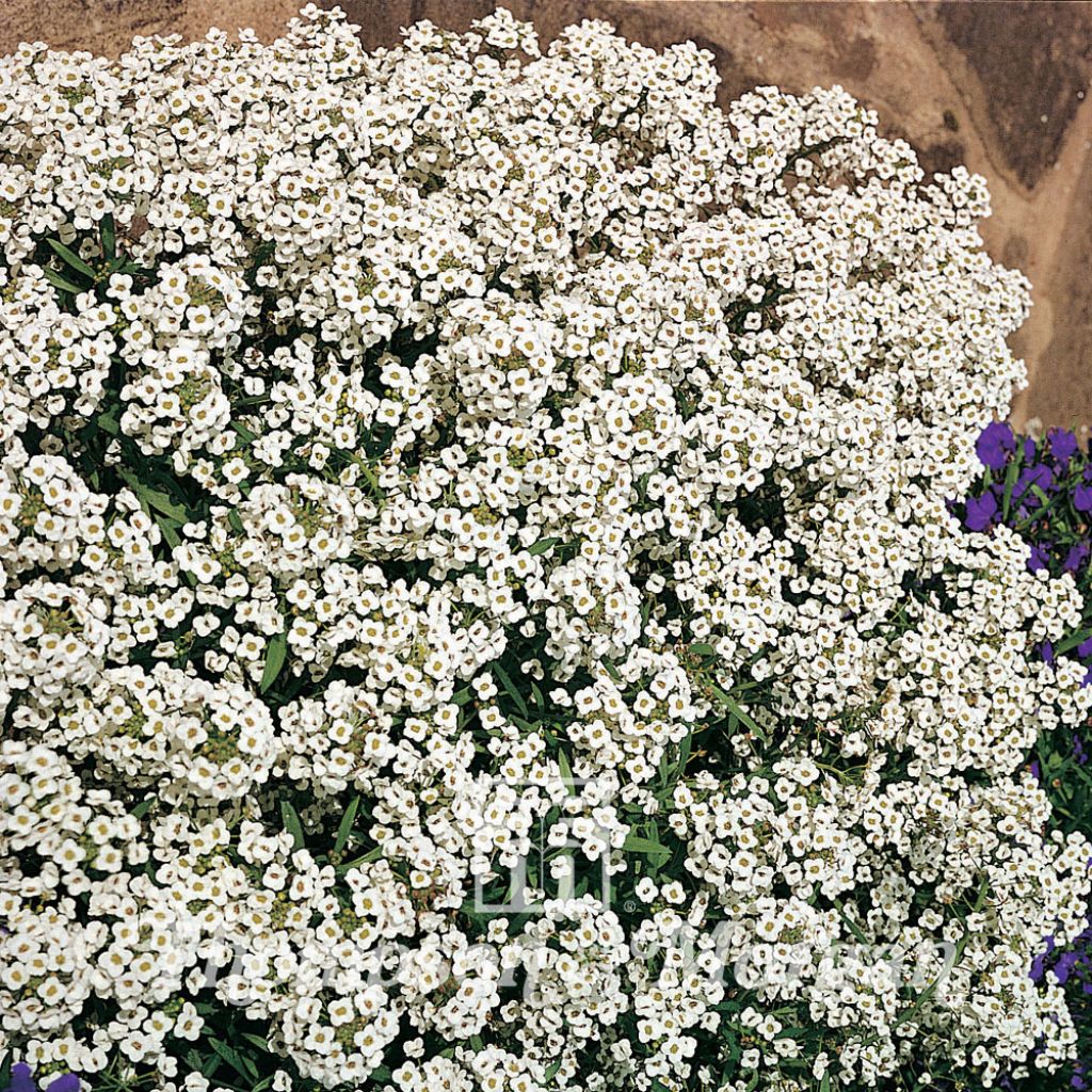 Strand-Silberkraut Carpet Of Snow (Samen) - Lobularia