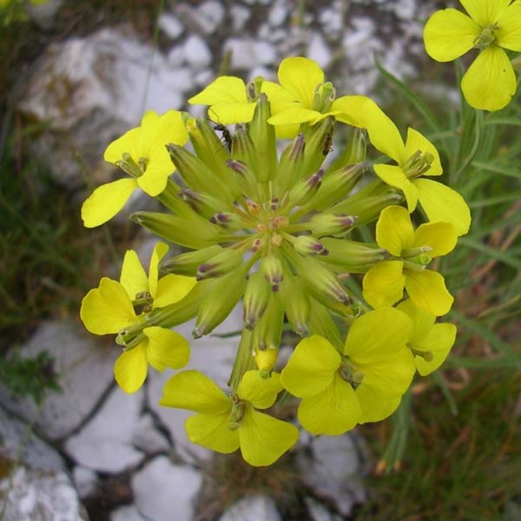 Alyssum montanum Berggold - Berg-Steinkresse