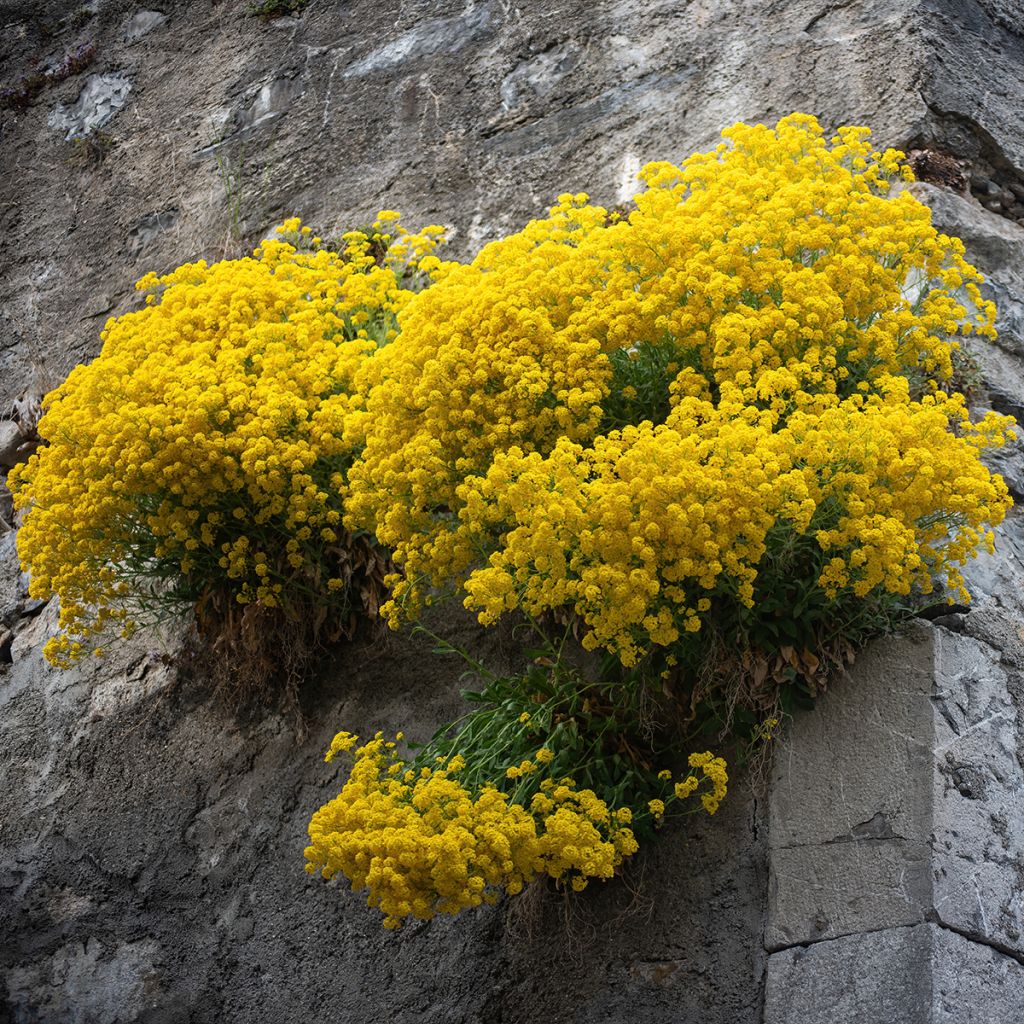 Alyssum saxatilis Compactum - Felsen-Steinkresse