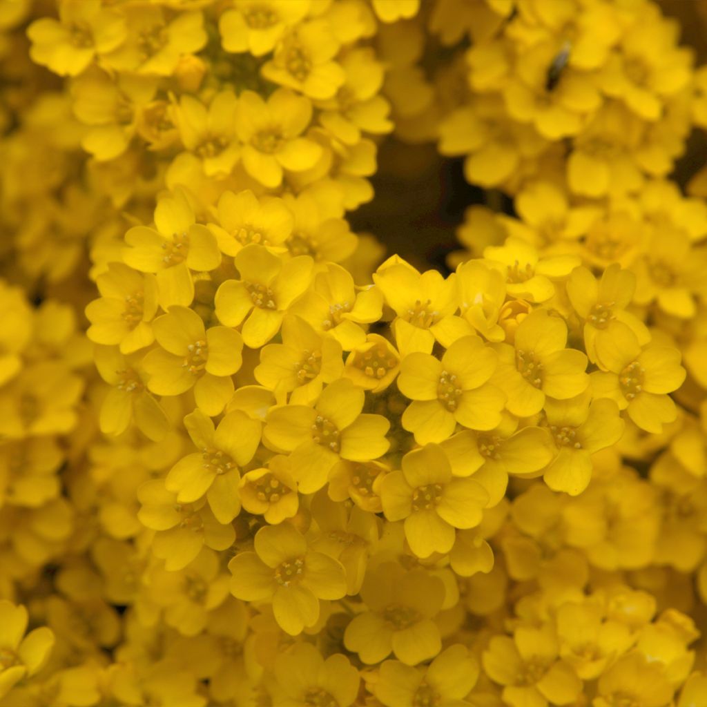 Alyssum saxatile Compactum - Corbeille d'Or