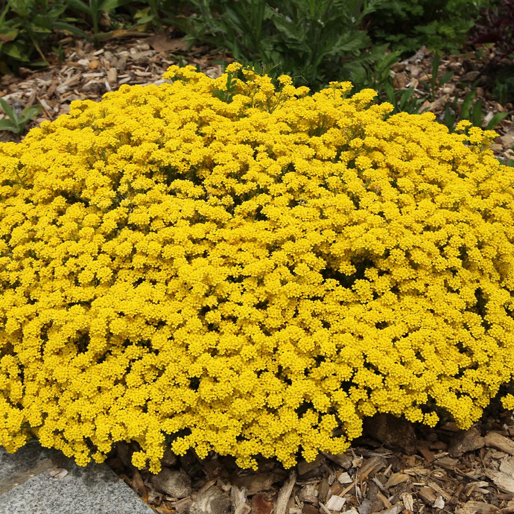 Alyssum saxatile Compactum - Corbeille d'Or