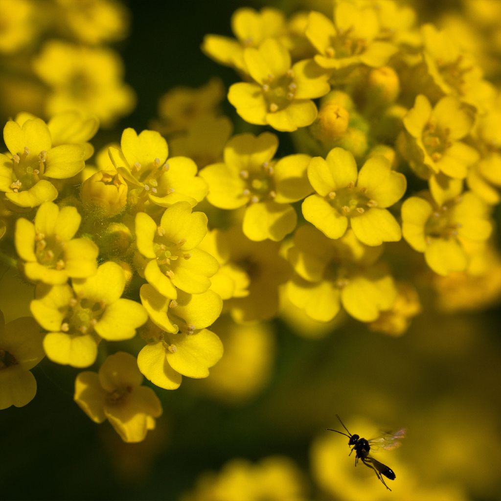 Alyssum saxatile Compactum - Corbeille d'Or