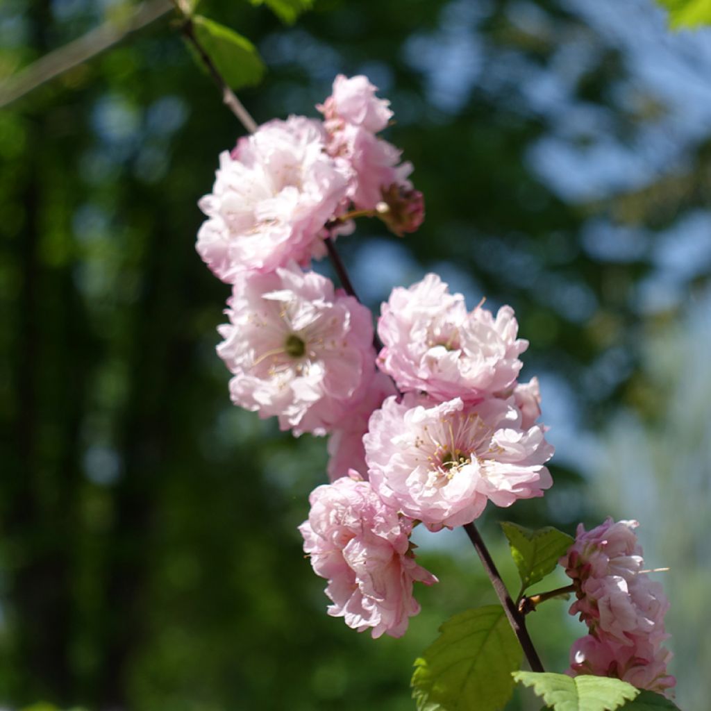 Mandelbäumchen Multiplex - Prunus triloba