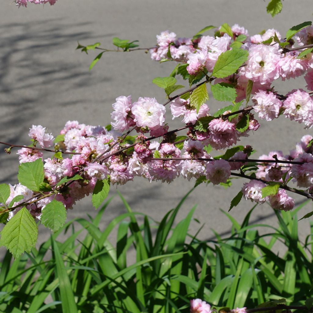 Mandelbäumchen Multiplex - Prunus triloba