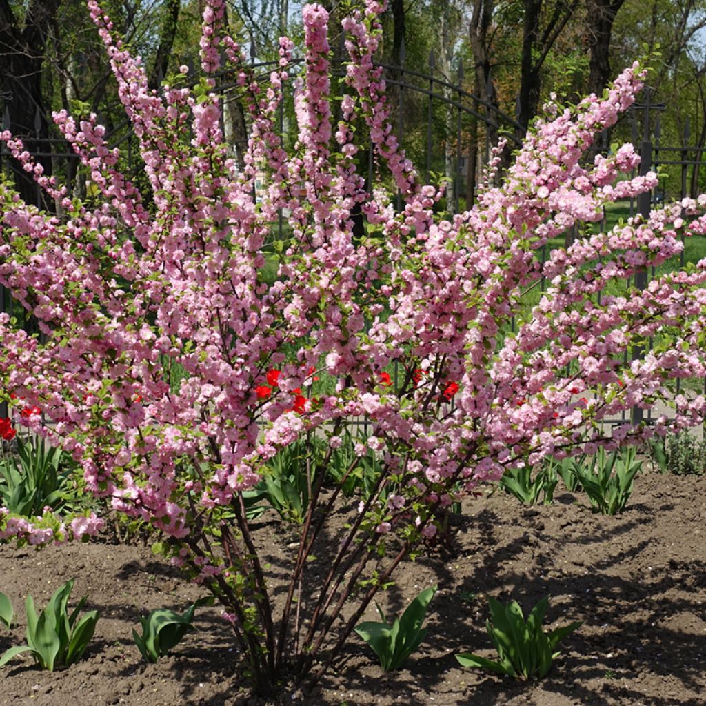 Mandelbäumchen Multiplex - Prunus triloba