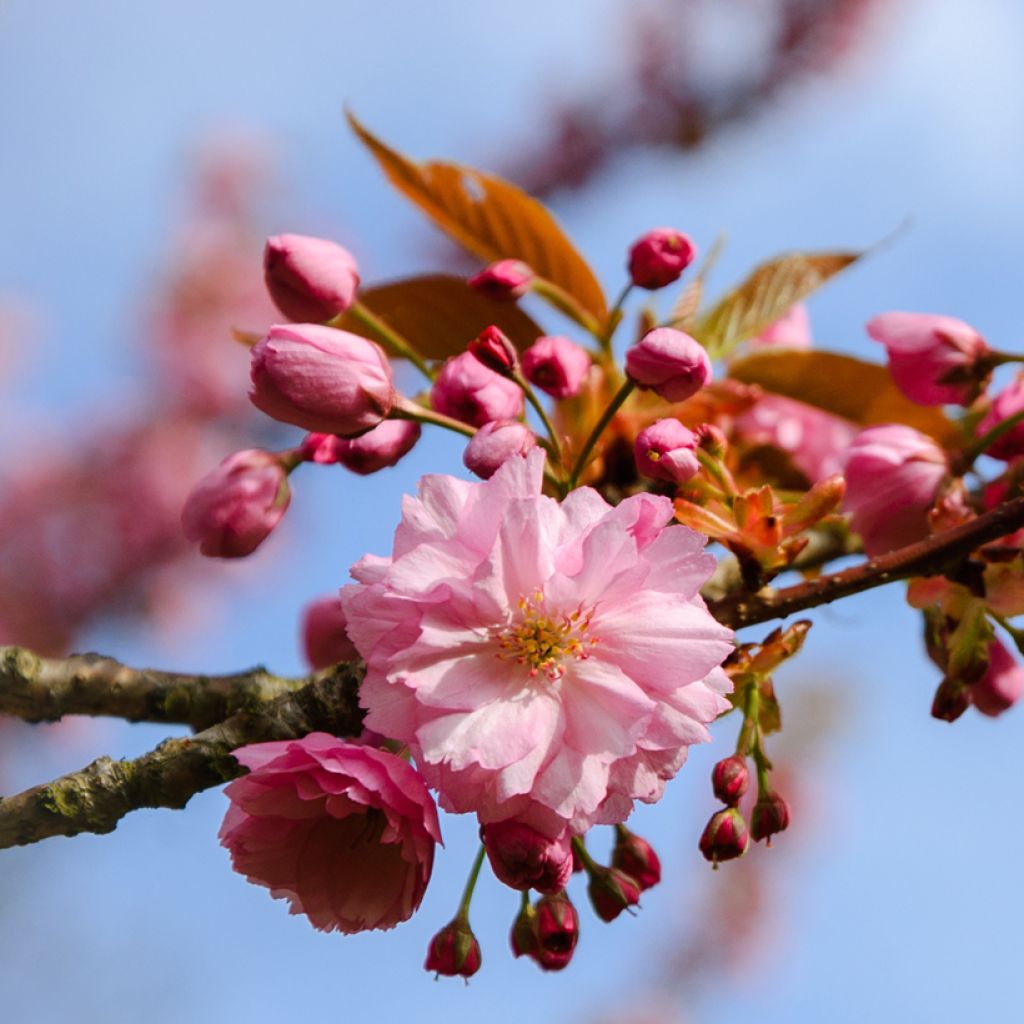 Mandelbäumchen Multiplex - Prunus triloba