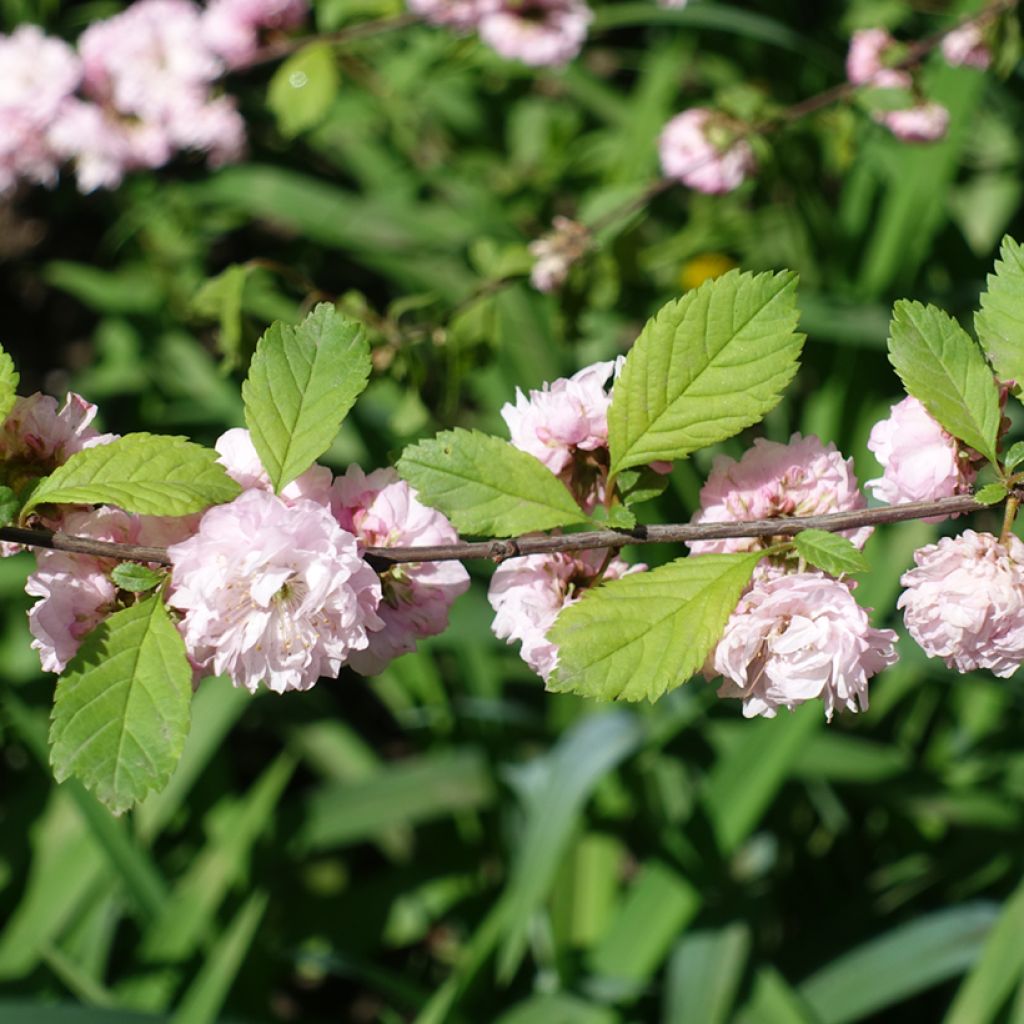 Mandelbäumchen Multiplex - Prunus triloba