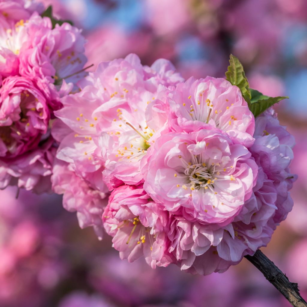 Mandelbäumchen - Prunus triloba