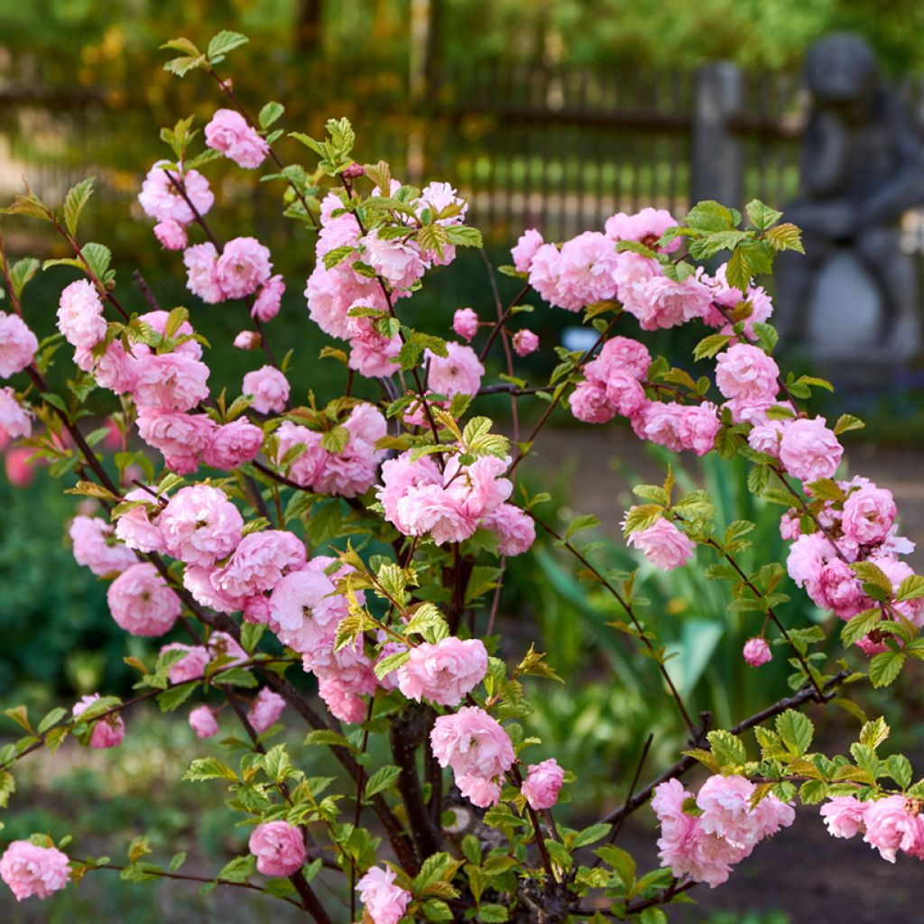 Mandelbäumchen - Prunus triloba