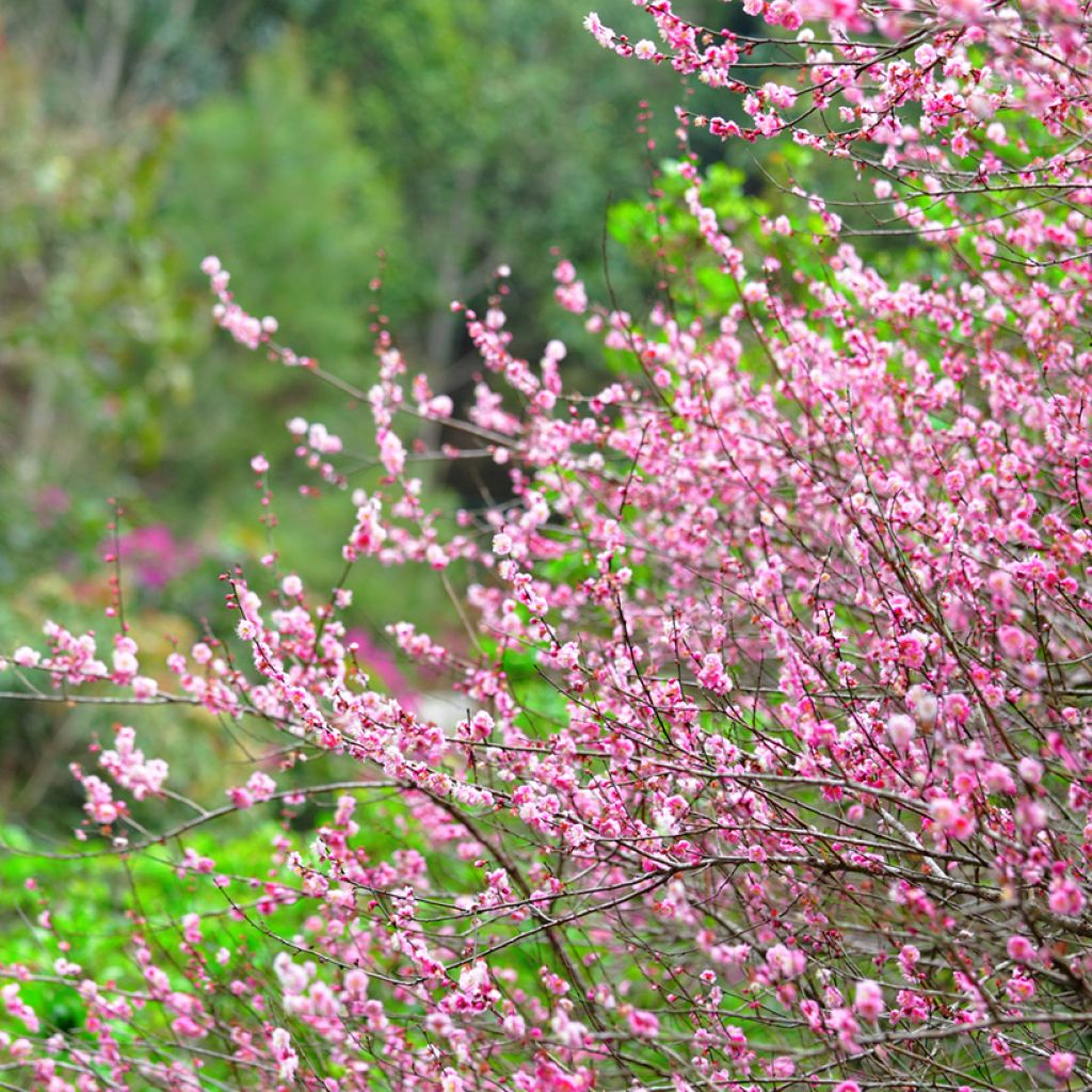 Mandelbäumchen - Prunus triloba