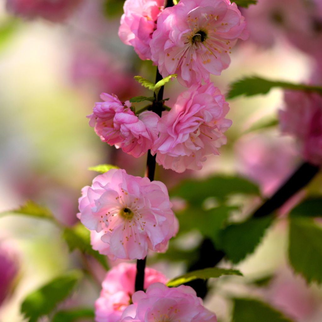 Mandelbäumchen - Prunus triloba