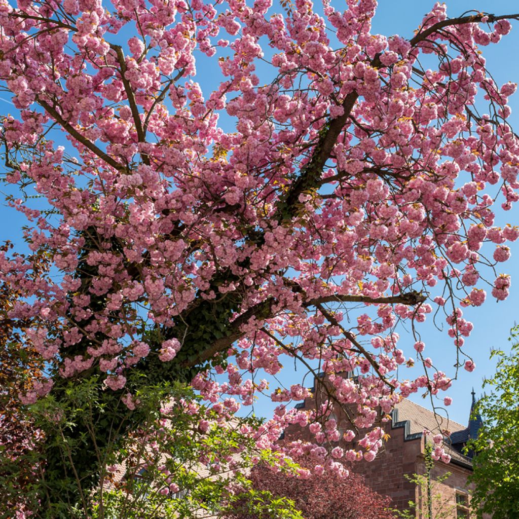 Mandelbäumchen - Prunus triloba