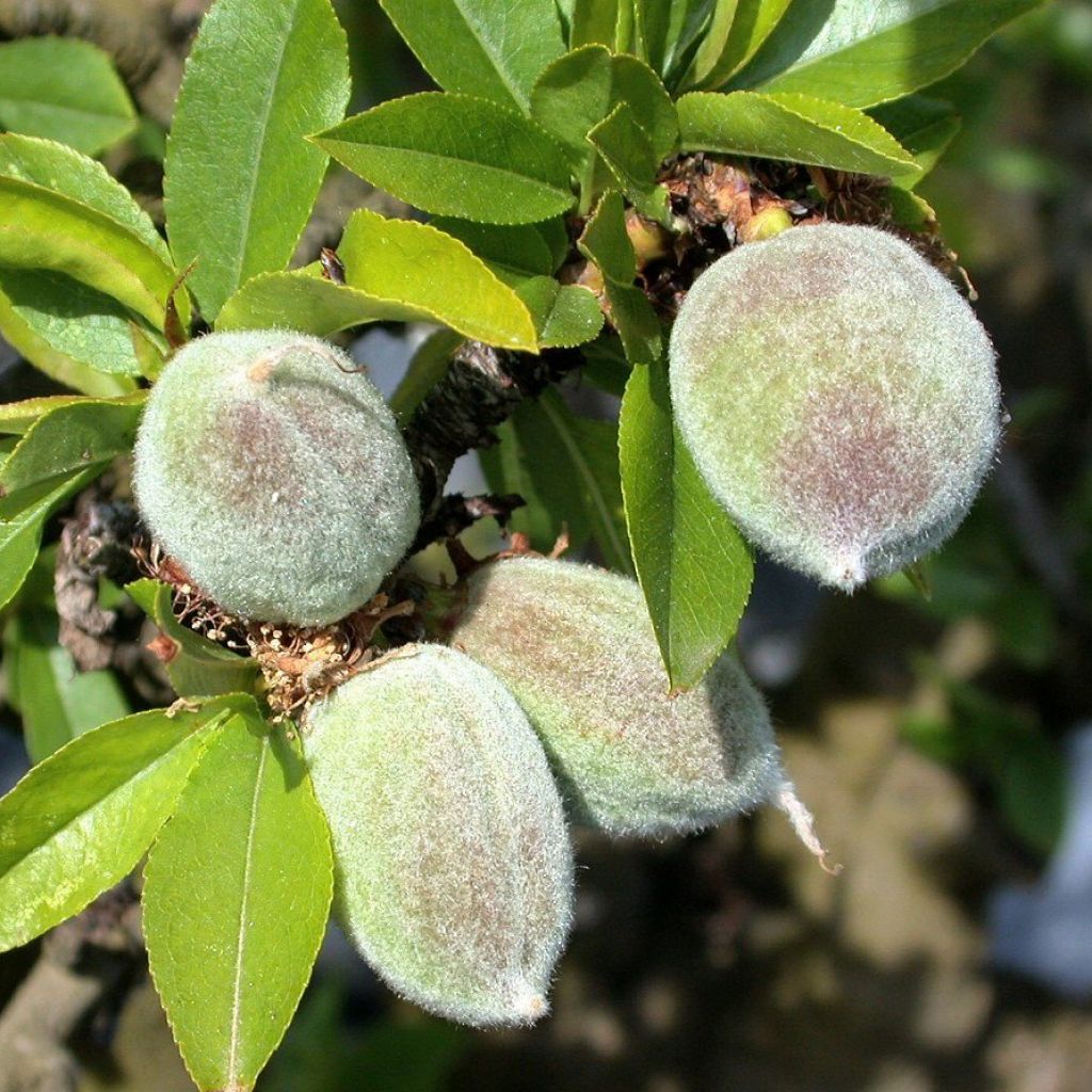 Mandelbaum Garden Prince - Prunus dulcis