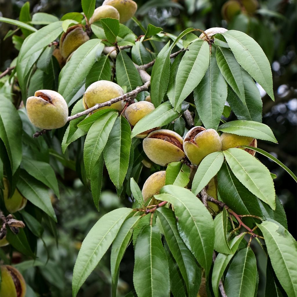 Mandelbaum Fruit me Almond me - Prunus dulcis