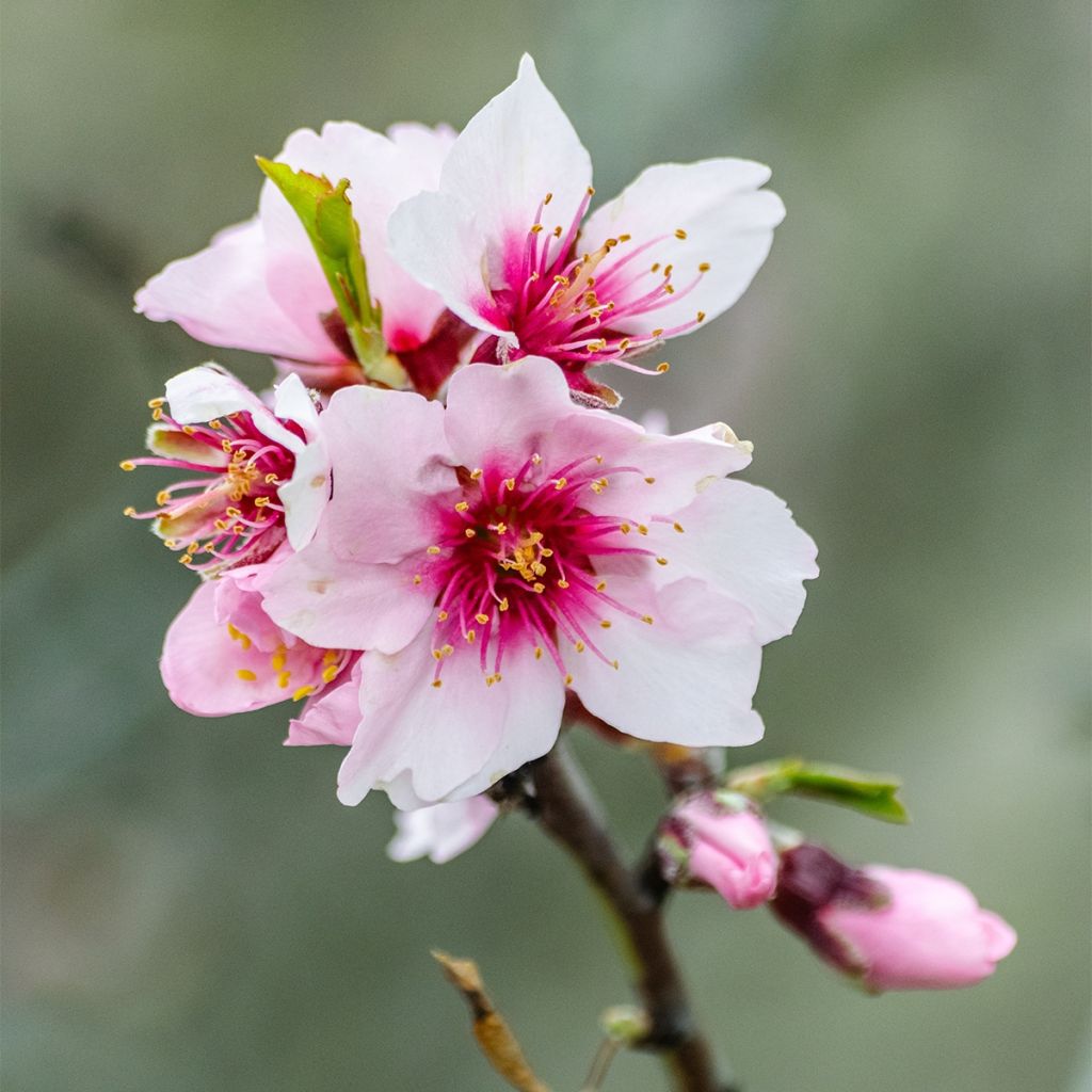 Amandier nain autofertile Fruit me Almond me - Prunus dulcis