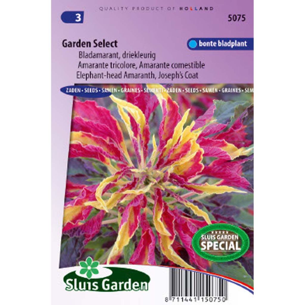 Amaranthus tricolor Garden select (Samen) - Garten-Fuchsschwanz