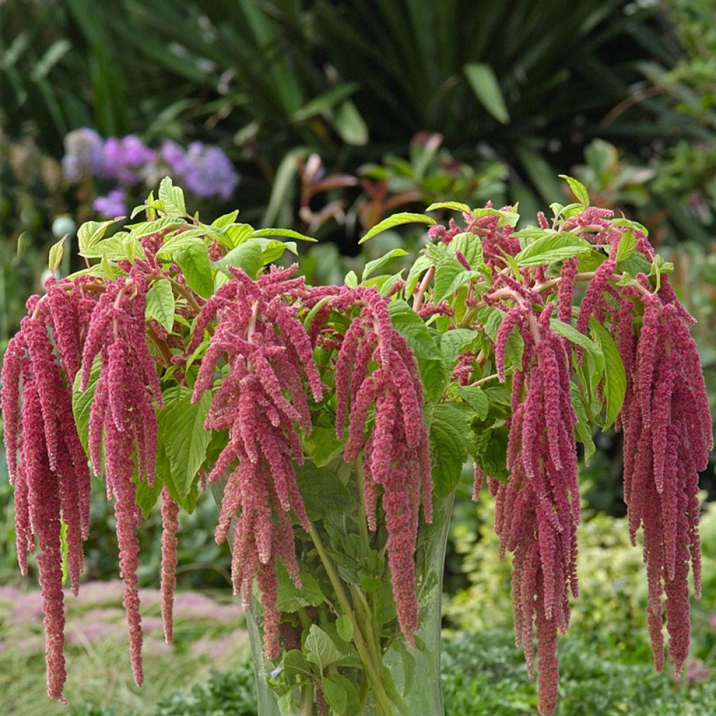 Amaranthus caudatus Coral Fountain (Samen) - Garten-Fuchsschwanz