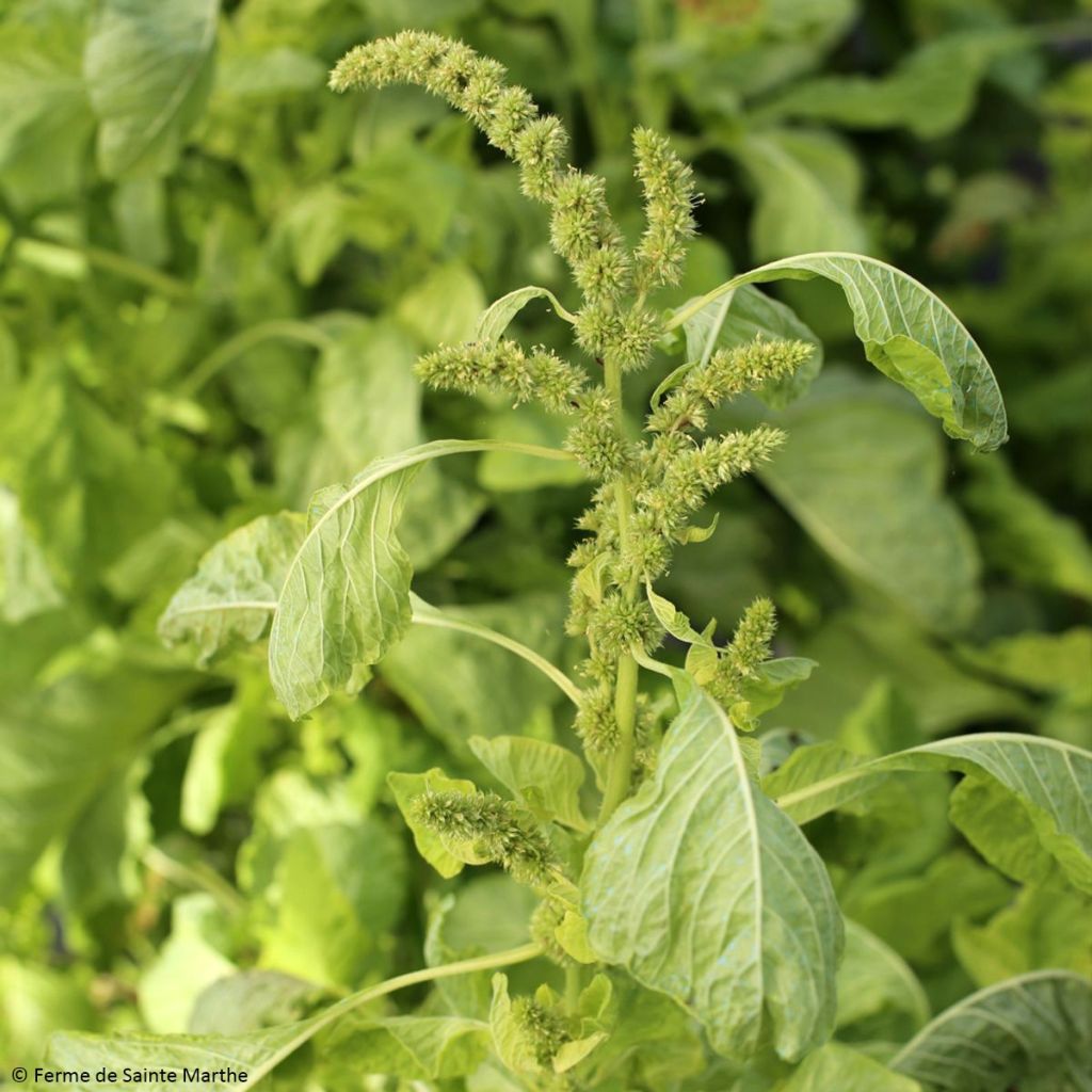 Fuchsschwanz White Leaf Bio - Amaranthus tricolor