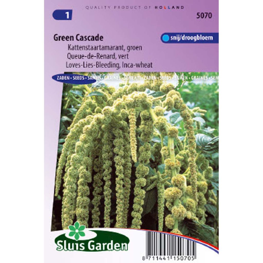 Amaranthus caudatus Green Cascade (Samen) - Garten-Fuchsschwanz