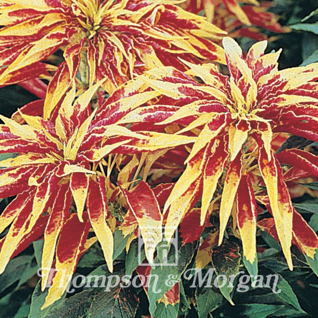 Amaranthus tricolor Josephs Coat (Samen) - Garten-Fuchsschwanz