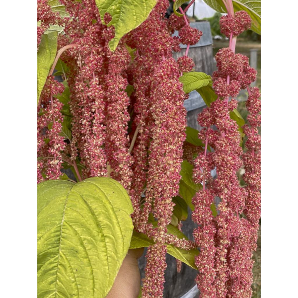 Amaranthus caudatus Coral Fountain (Samen) - Garten-Fuchsschwanz