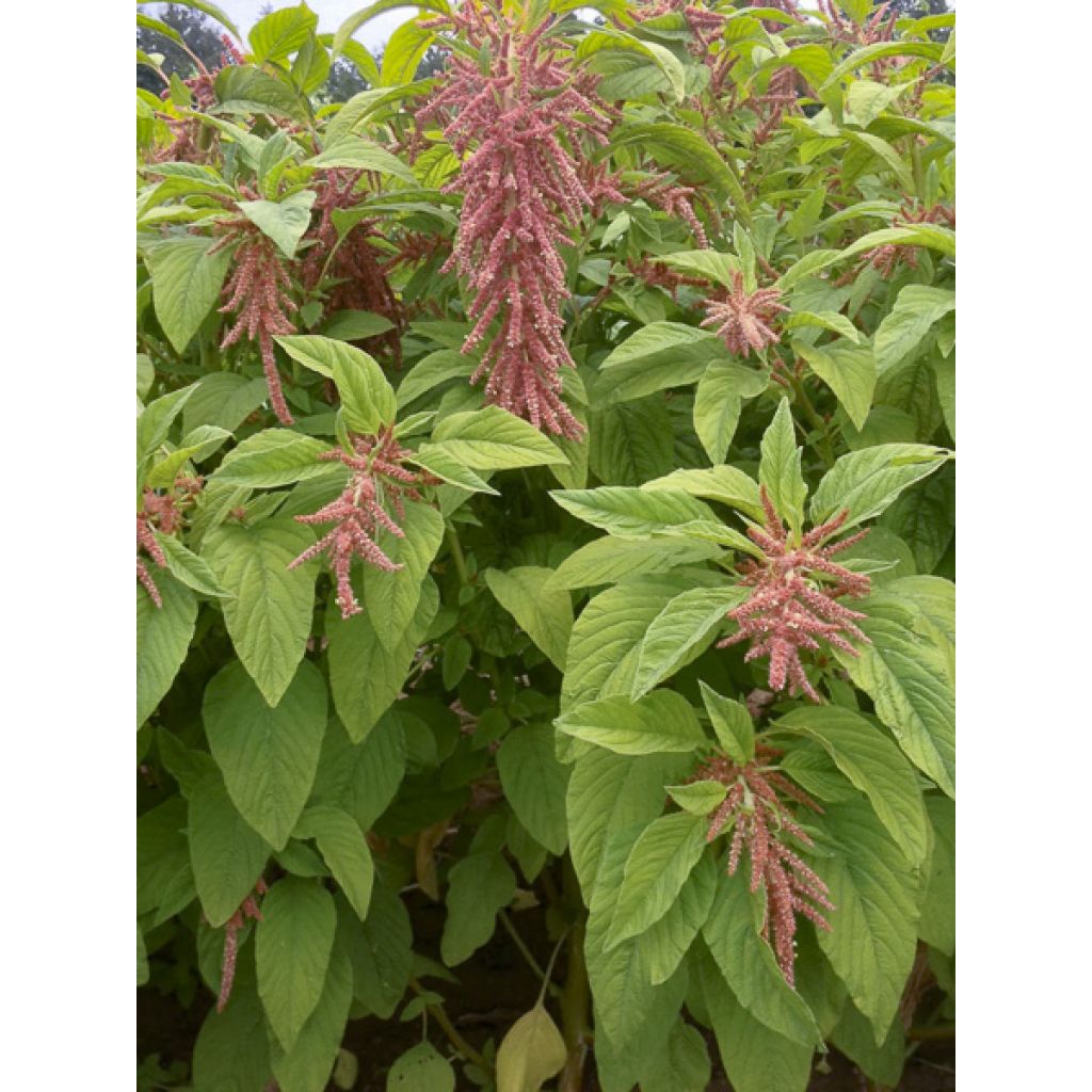 Amaranthus caudatus Coral Fountain (Samen) - Garten-Fuchsschwanz