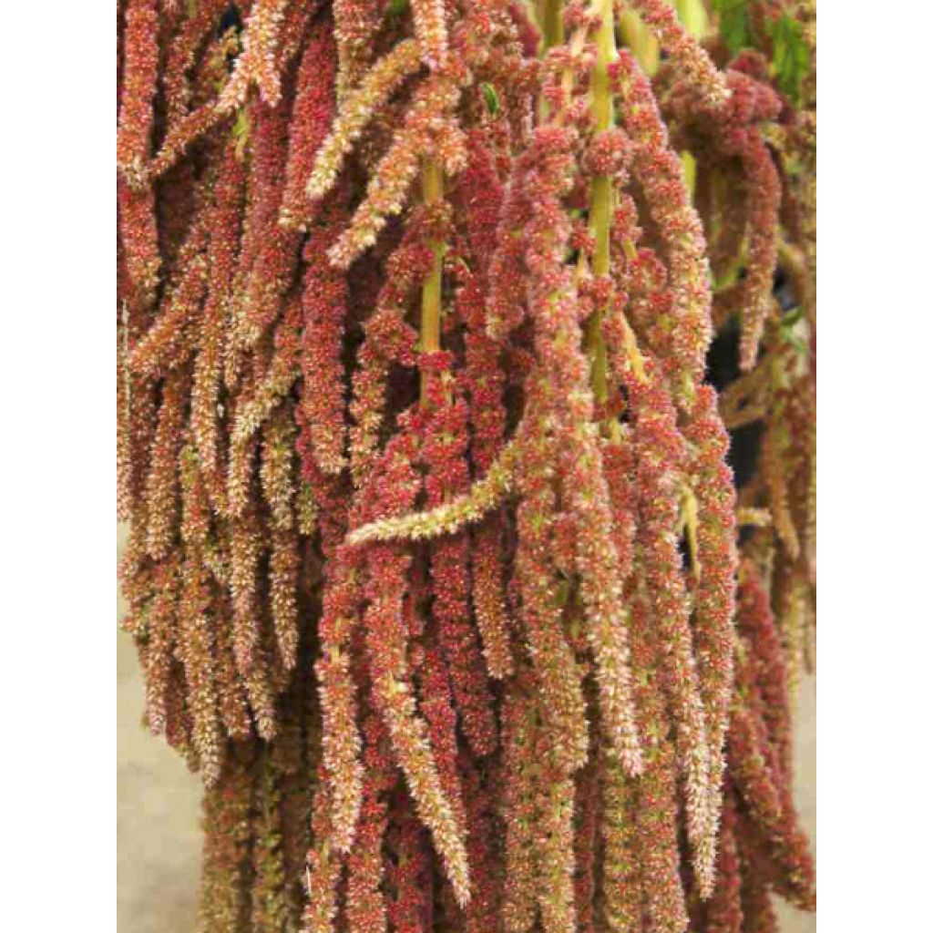 Amaranthus caudatus Coral Fountain (Samen) - Garten-Fuchsschwanz