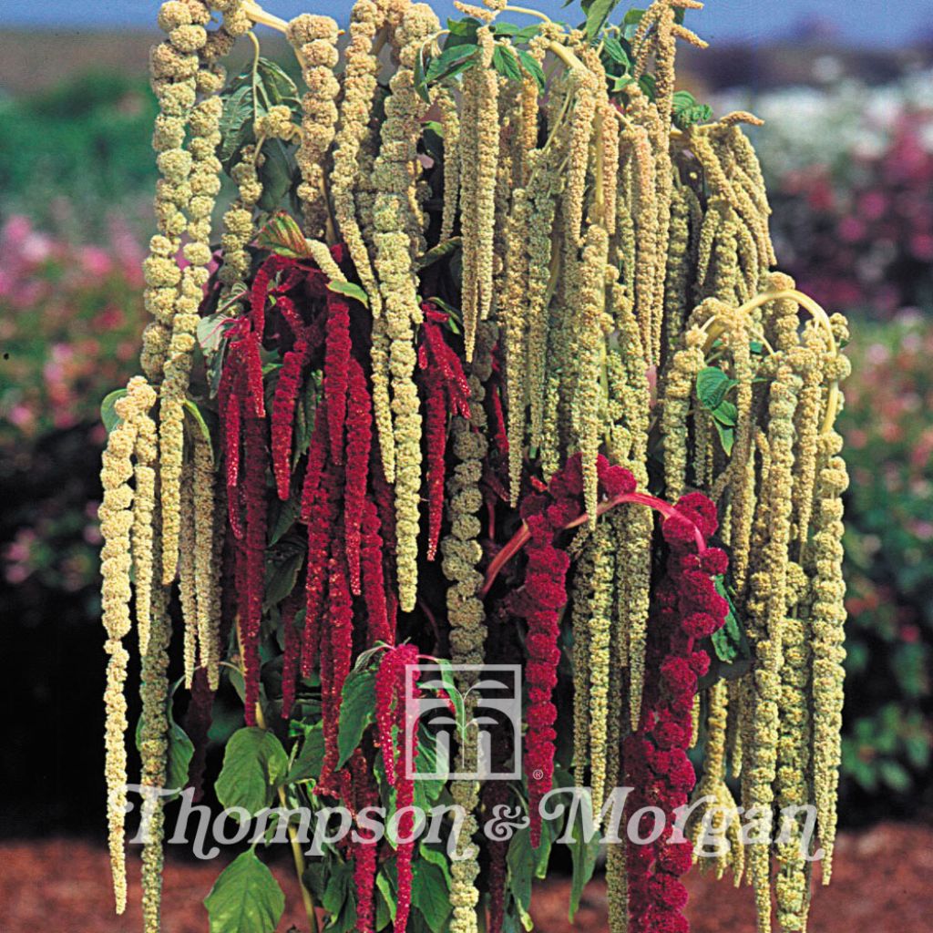 Graines d'Amaranthus caudatus Pony Tails Mixed - Amarante-queue-de-renard