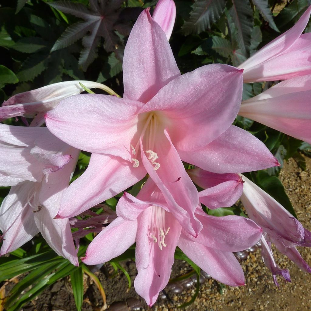 Amarcrinum Howardii