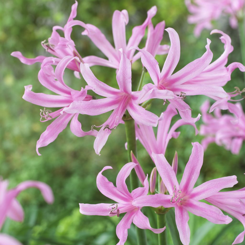 Amarine tubergenii belladiva Aphrodite