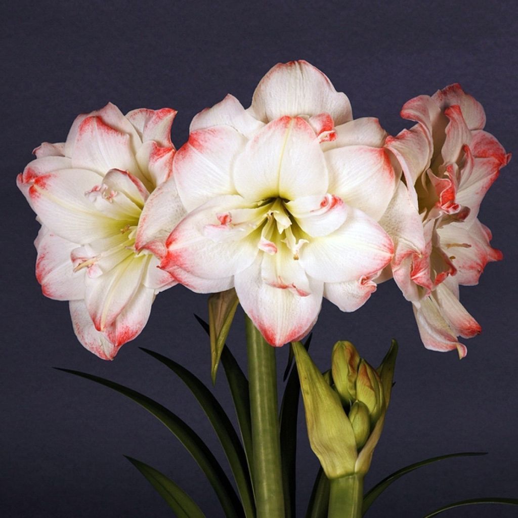 Hippeastrum Amadeus Candy - Ritterstern