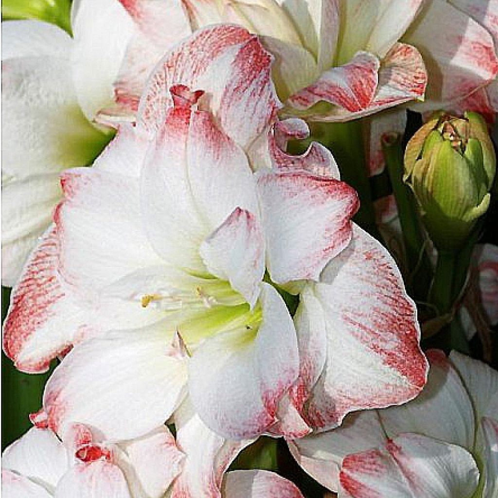 Amaryllis Amadeus Candy - Hippeastrum