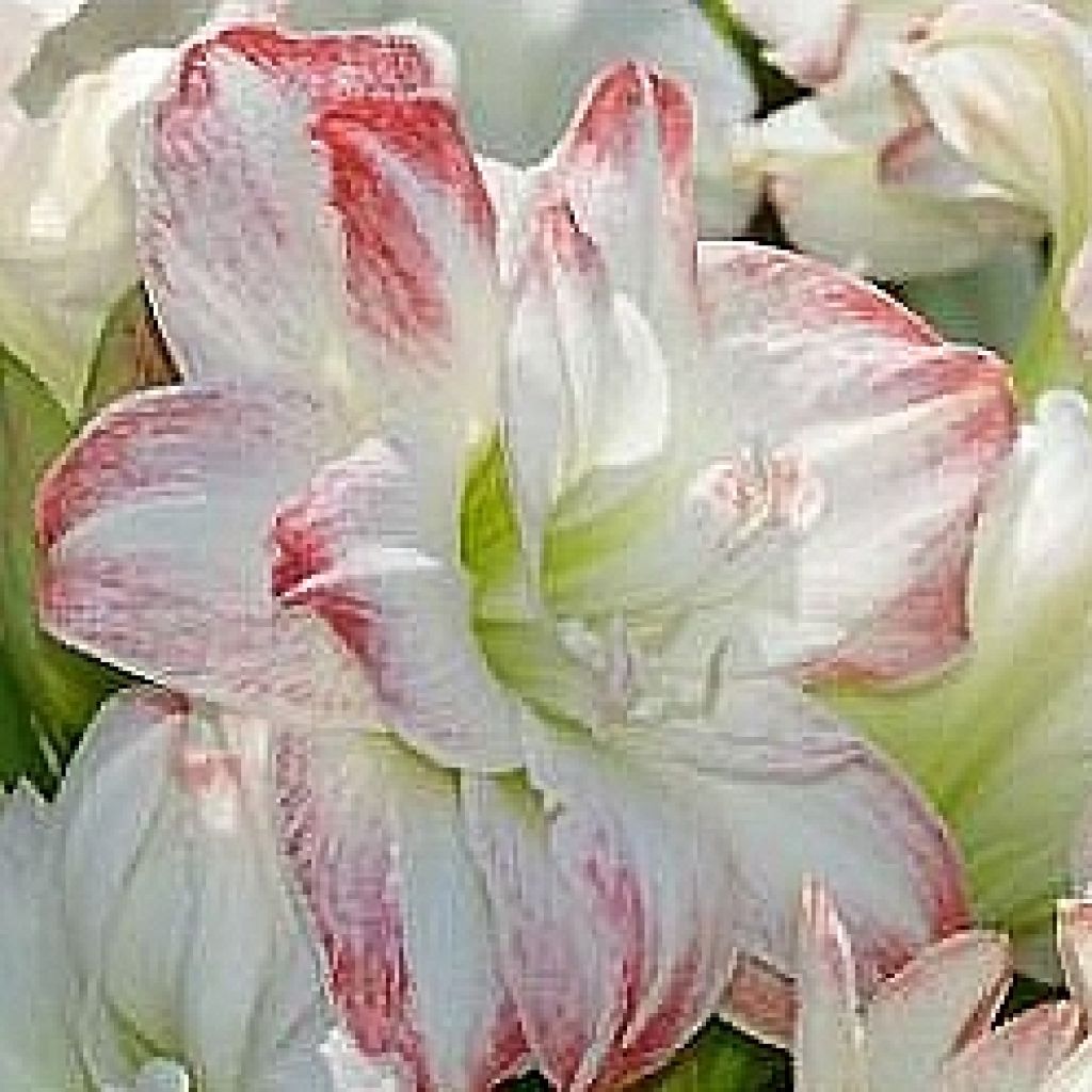 Amaryllis Amadeus Candy - Hippeastrum