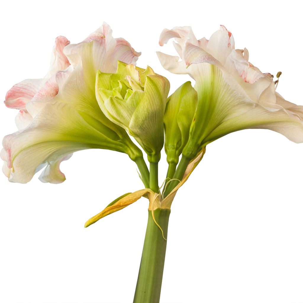 Hippeastrum Amadeus Candy - Ritterstern