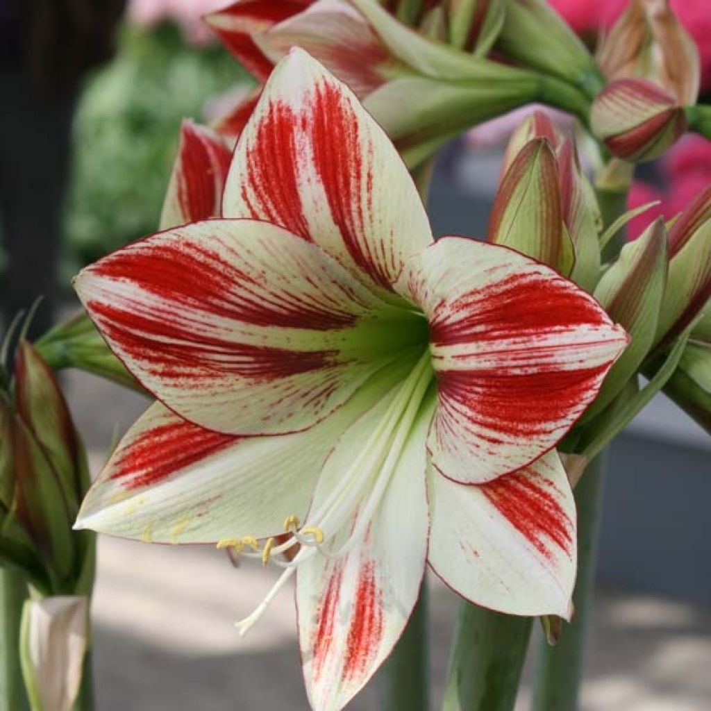 Hippeastrum Ambiance - Ritterstern