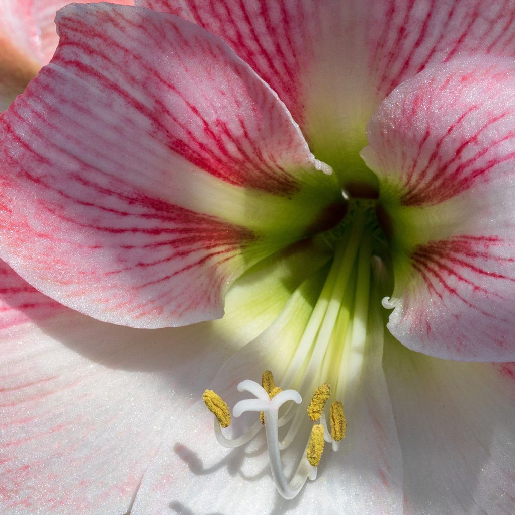 Hippeastrum Apple Blossom - Ritterstern