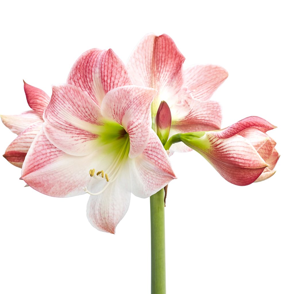 Hippeastrum Apple Blossom - Ritterstern