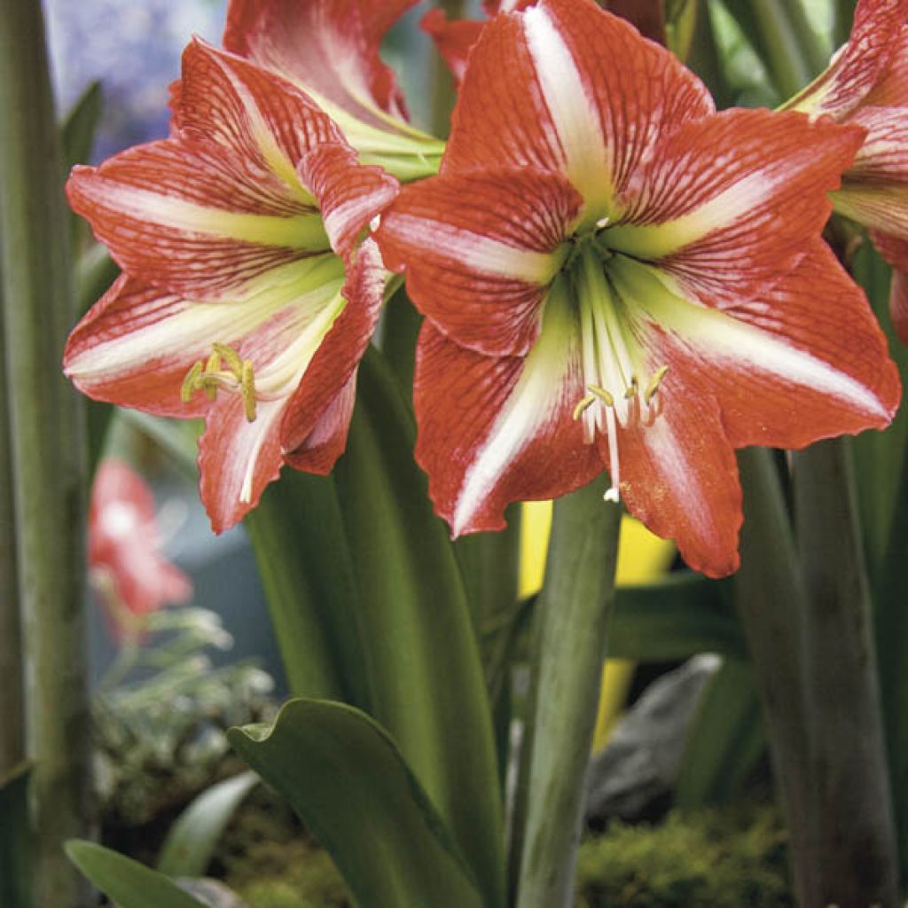 Hippeastrum Baby Star - Ritterstern