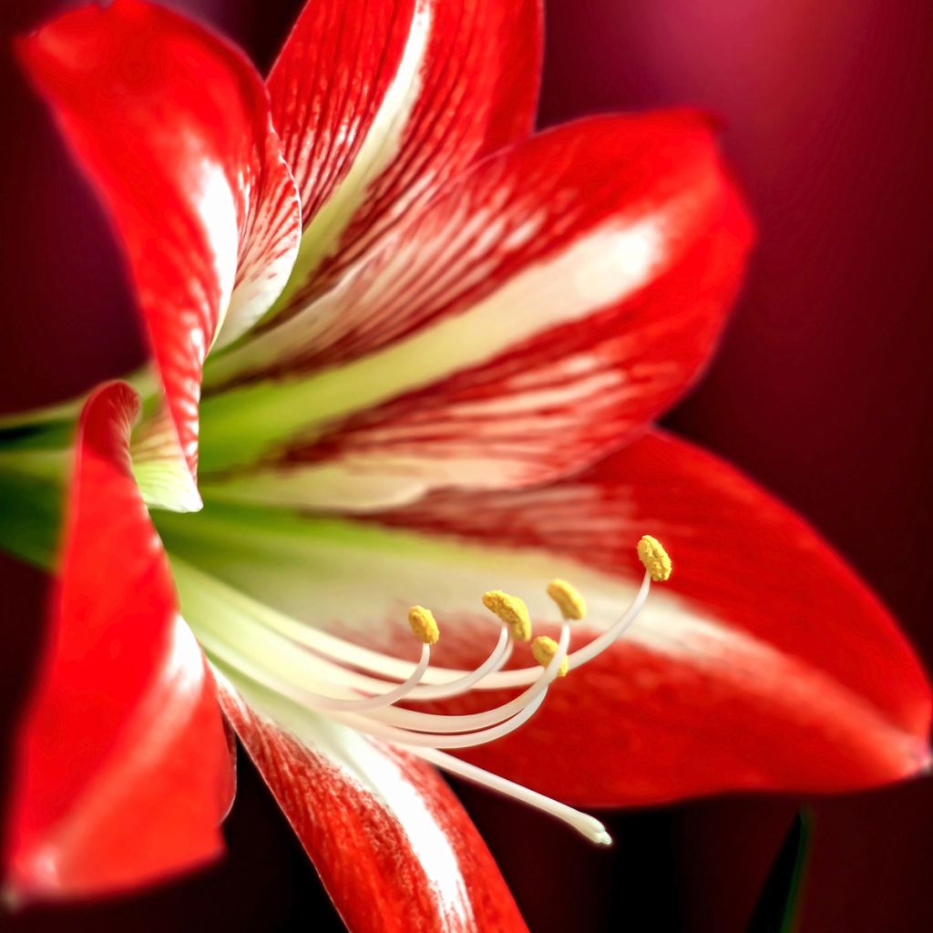 Hippeastrum Baby Star - Ritterstern