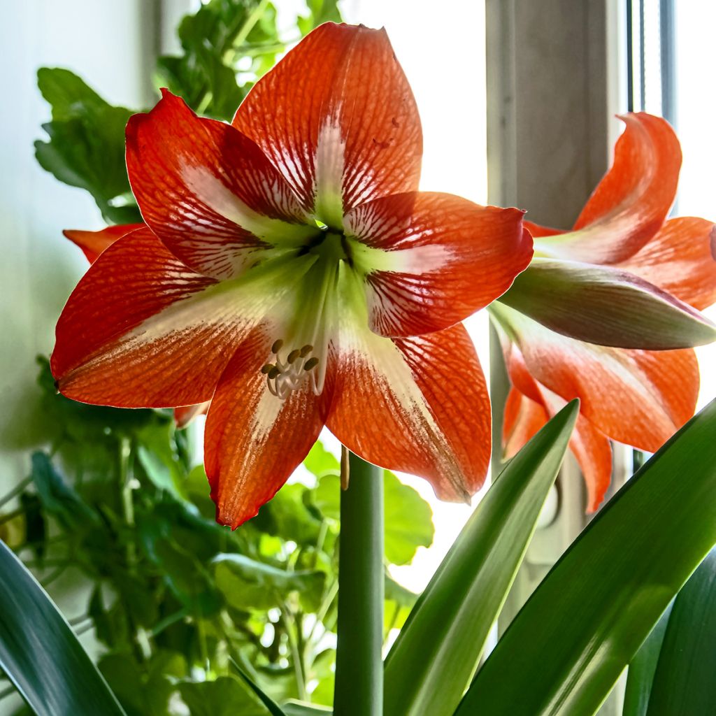 Hippeastrum Baby Star - Ritterstern