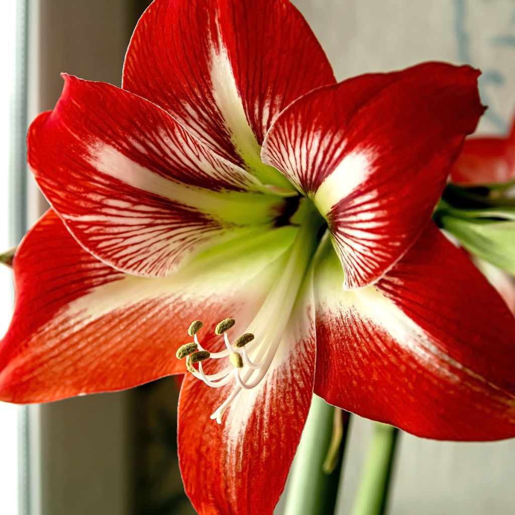 Hippeastrum Baby Star - Ritterstern