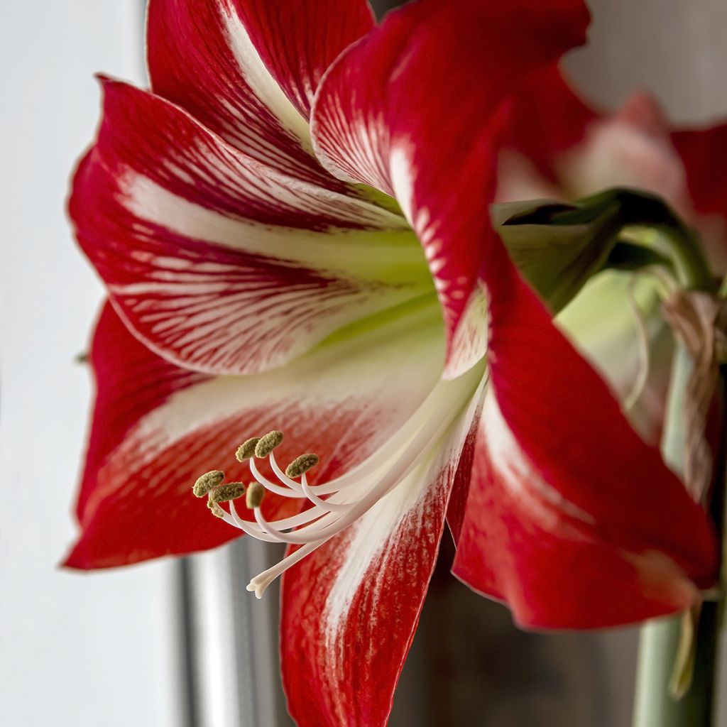 Hippeastrum Baby Star - Ritterstern