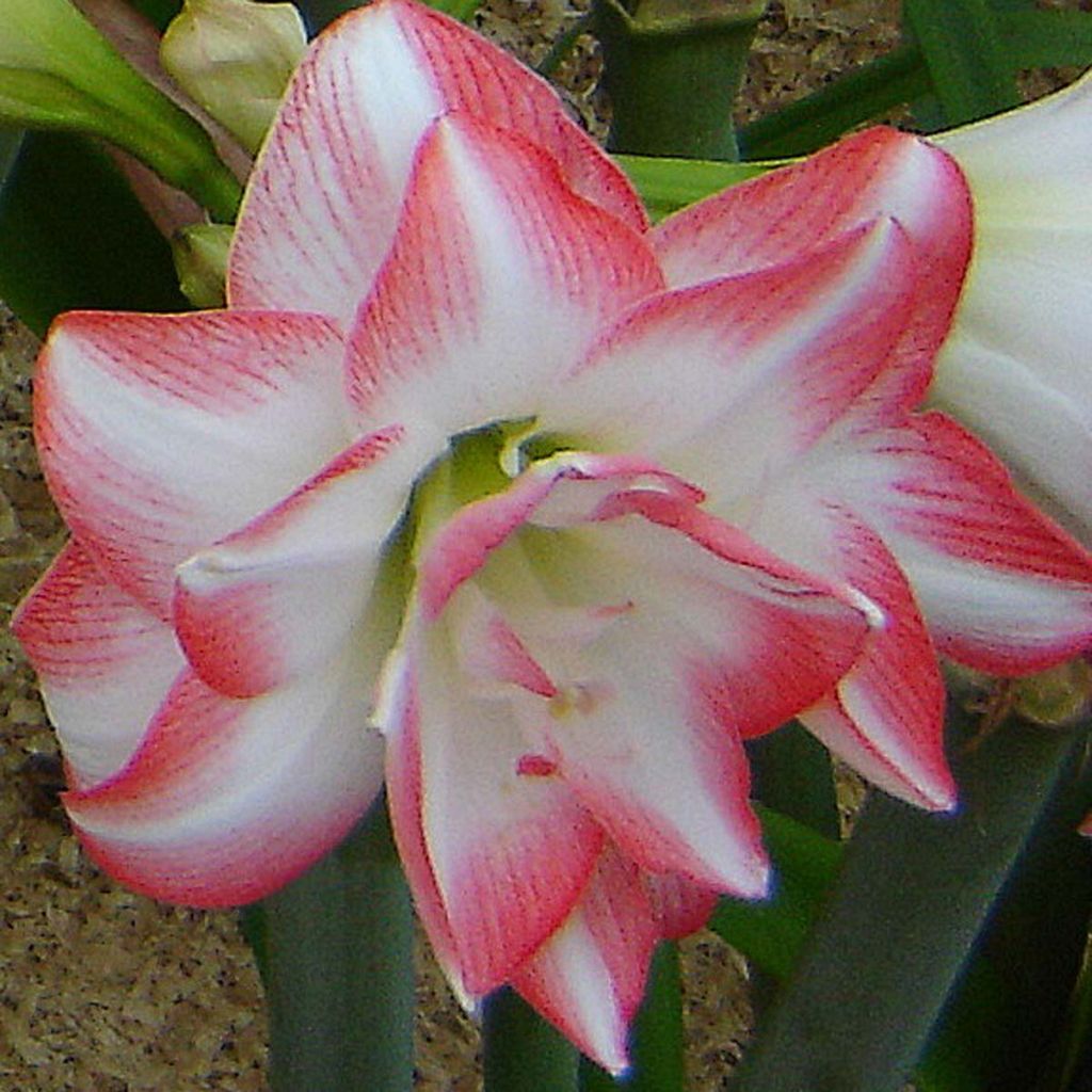 Hippeastrum Blossom Peacock - Ritterstern