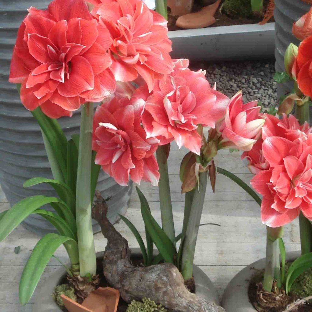 Amaryllis Double Dream - Hippeastrum