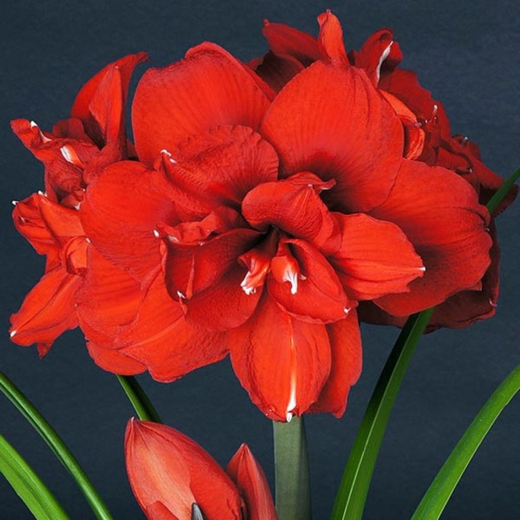 Hippeastrum Double King - Ritterstern