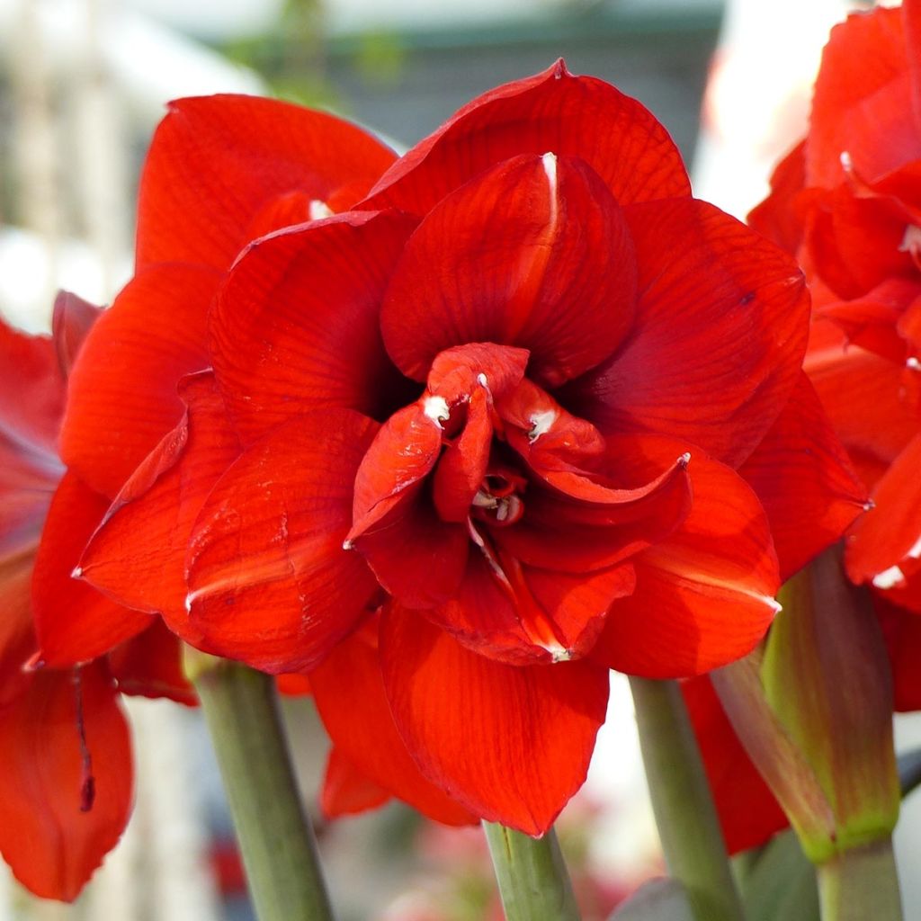 Amaryllis Double King - Hippeastrum