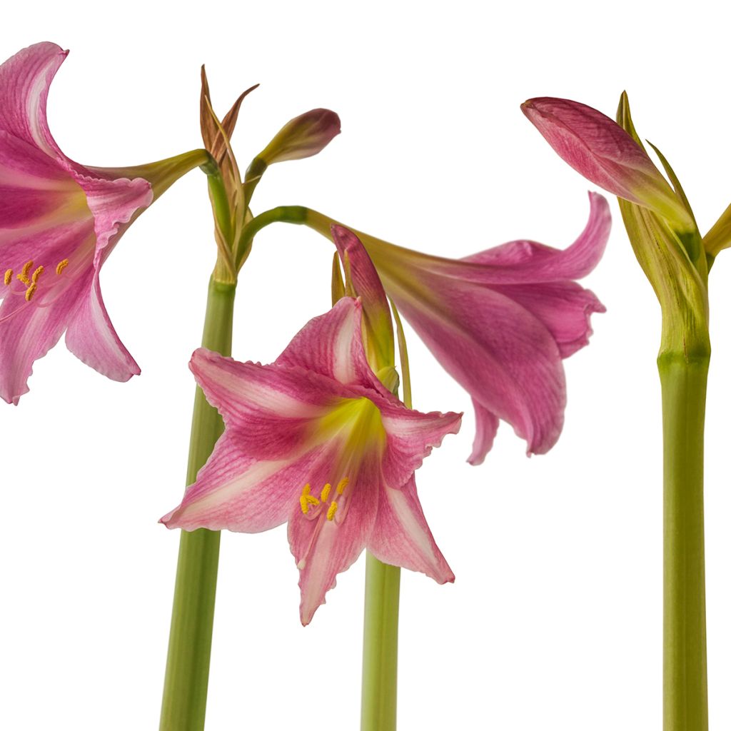 Hippeastrum Estella - Ritterstern