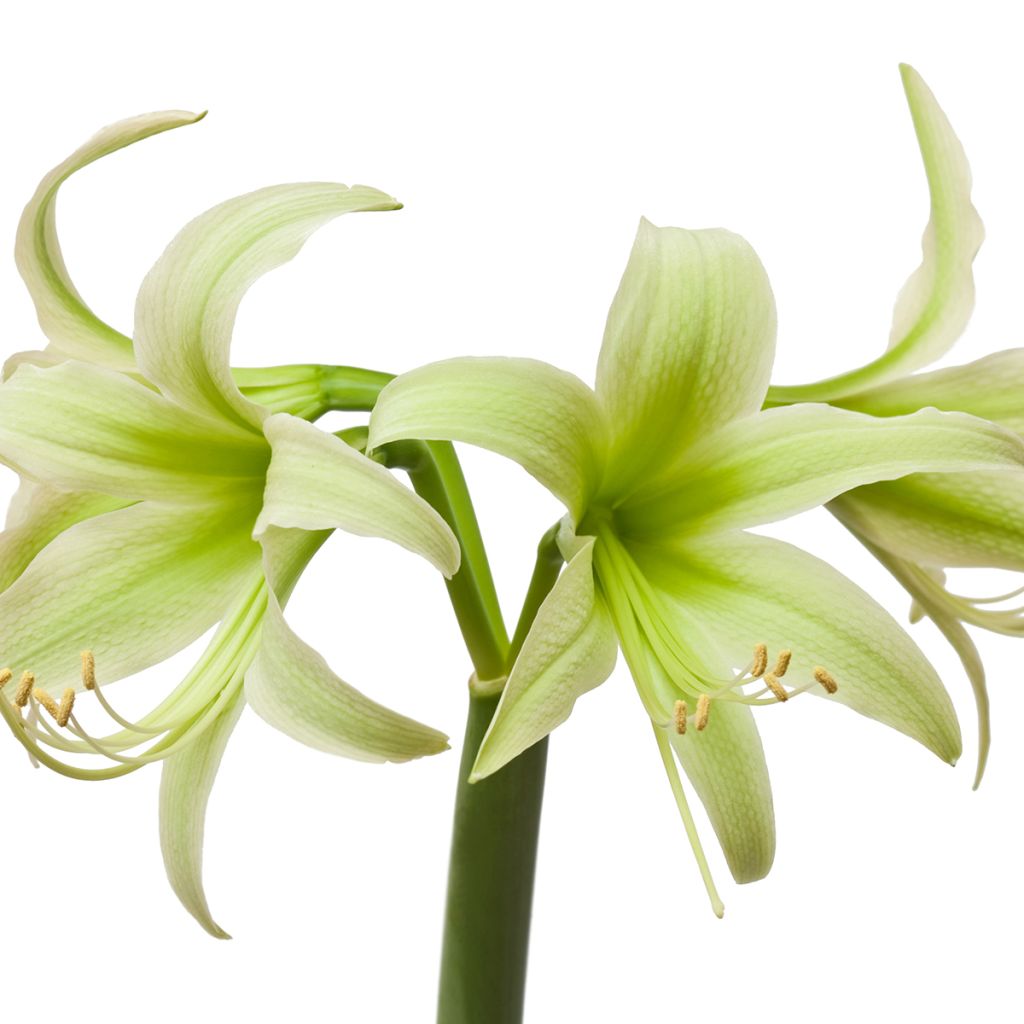 Hippeastrum Evergreen - Ritterstern