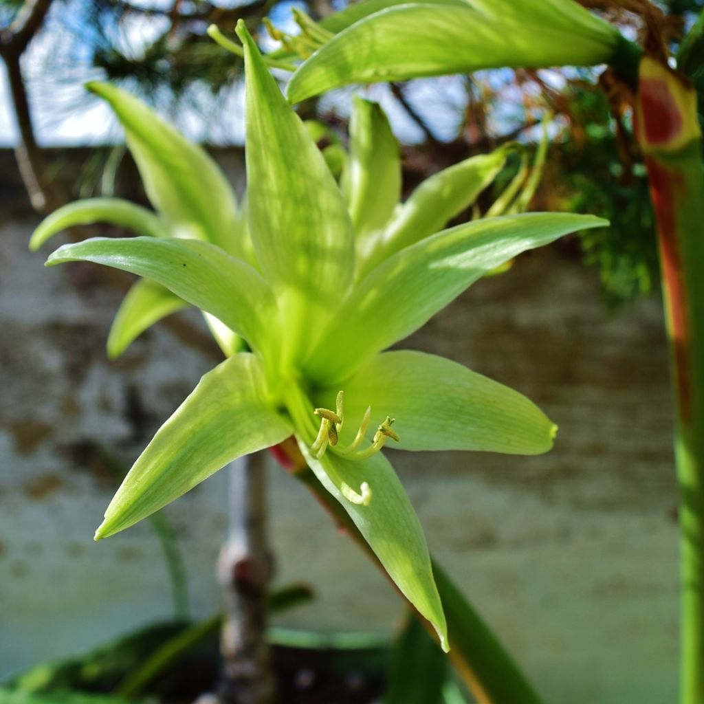 Hippeastrum Evergreen - Ritterstern